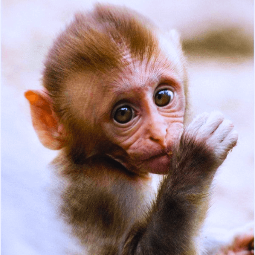 cute monkey pfp