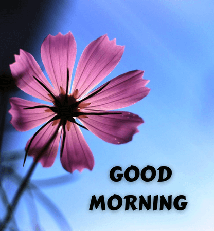300+ HD Good Morning Images With Beautiful Flowers | Good Morning ...
