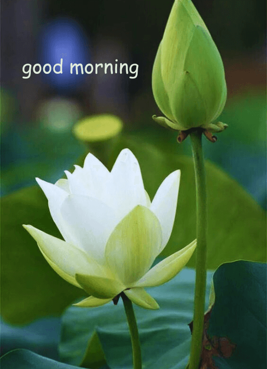 240+ Marigold Good Morning Lotus Flower Images | Lotus Flower Good ...