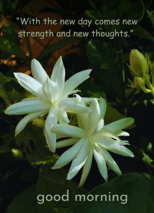 good morning quotes with jasmine flowers