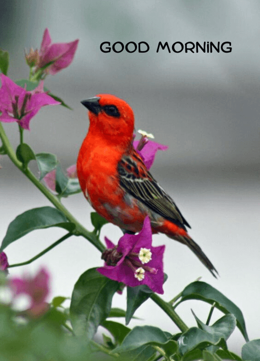 good morning wishes with flowers and birds