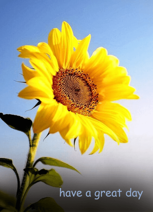 have a great day sunflower images