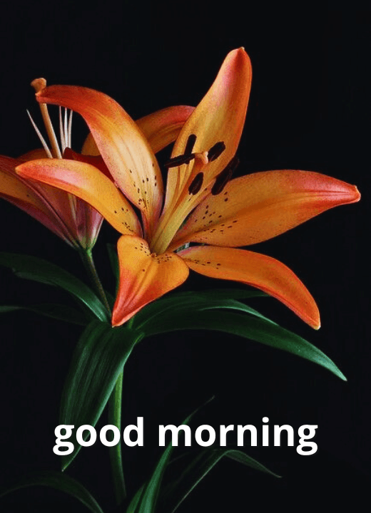 lily flower good morning images