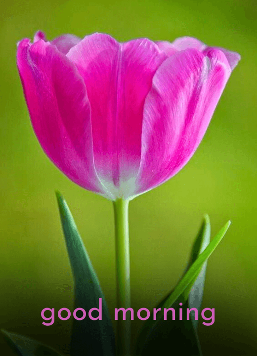 tulip good morning images