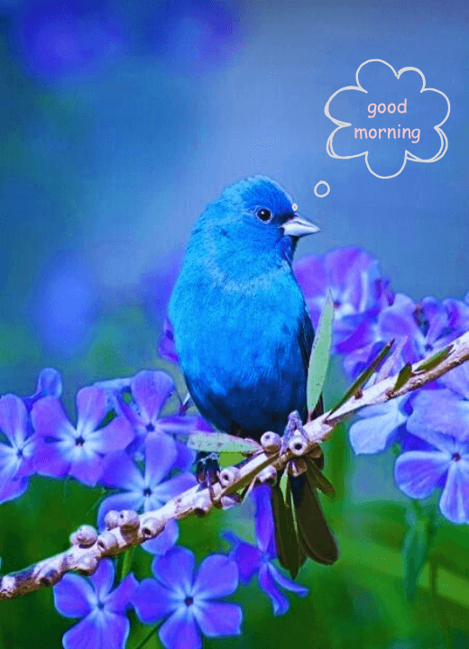 whatsapp good morning images of birds saying